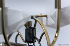Cicadas_10